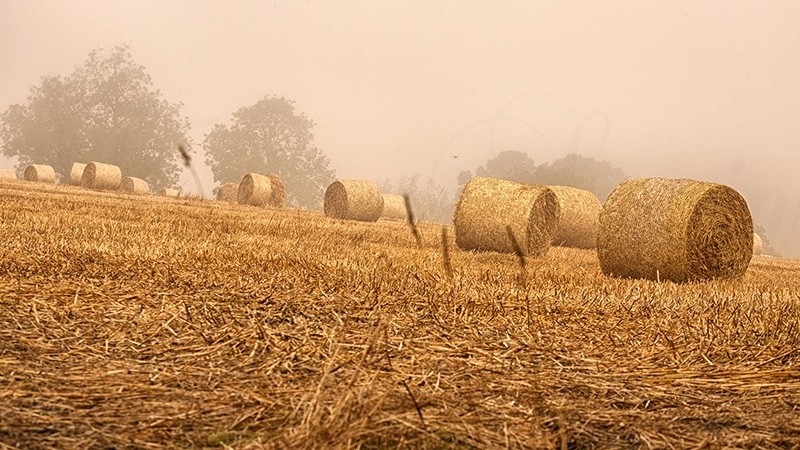 Autumn 5 Foggy Haybales 1115 - Earth Element