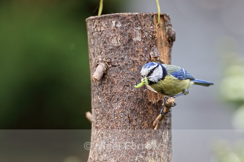 Blue Tit carrying two caterpillars, Oxfordshire, UK - Blue Tit