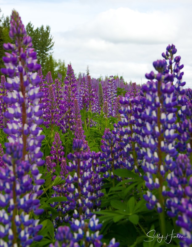 Wild Lupines