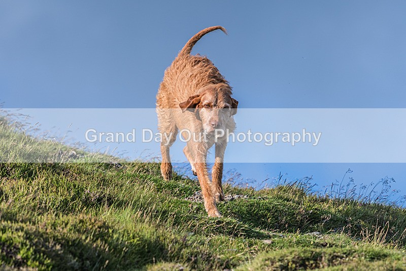 Gategill-359 - Gategill Fell Race Wednesday 2nd July. 2025