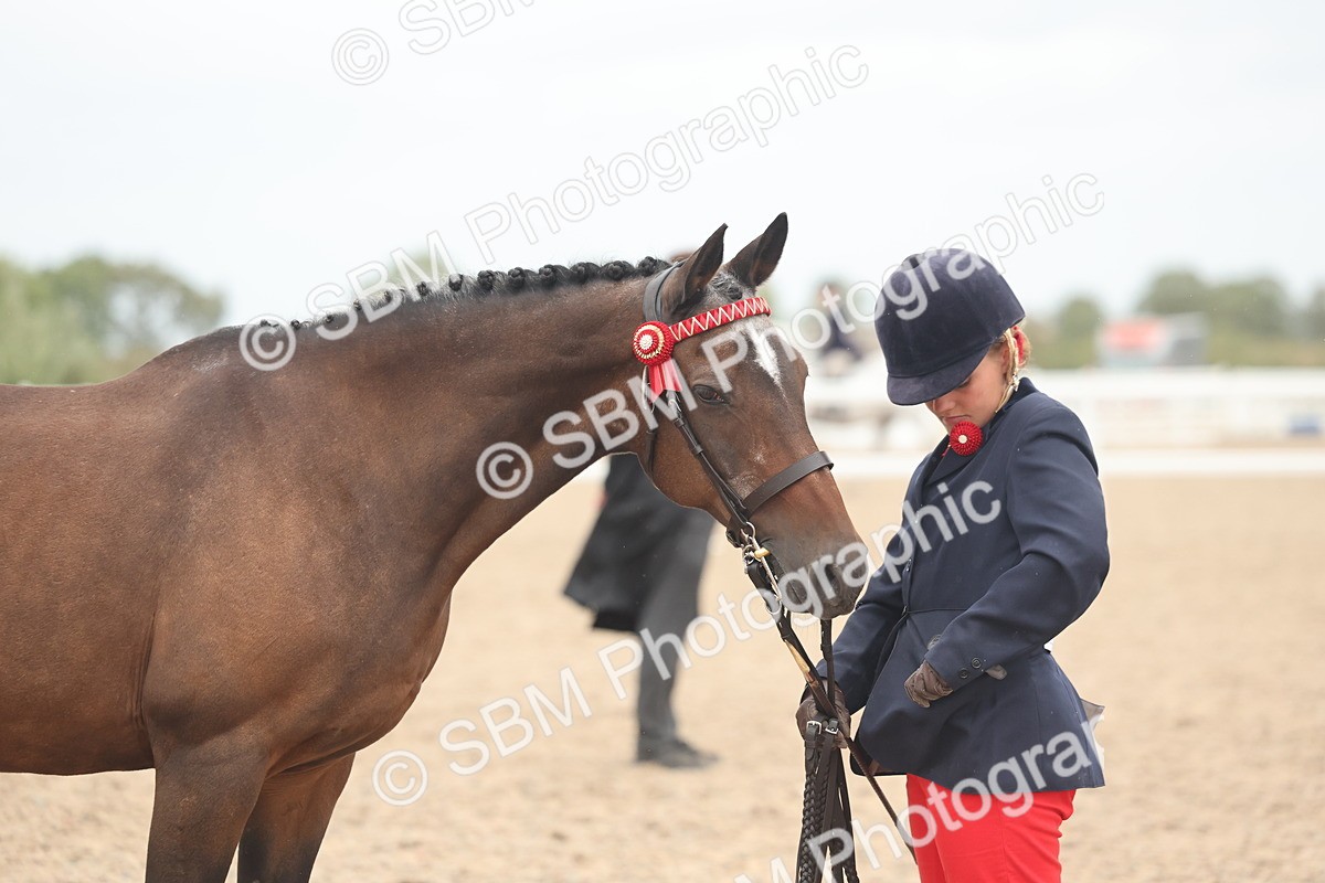 SBM_19340 - Class 317 - IH Pure Bred Horse-Pony
