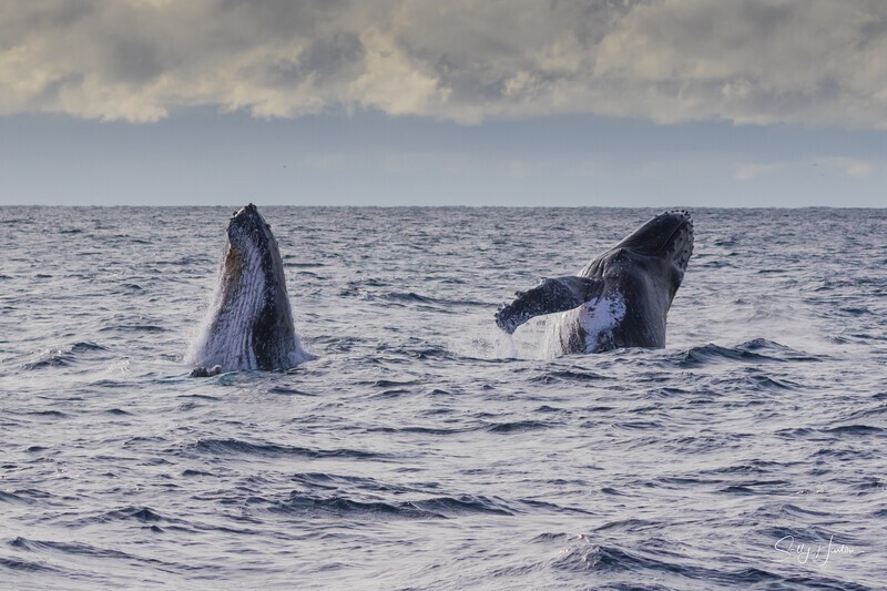 Double Brach 2. 0A3A0144 - 2025 Whales