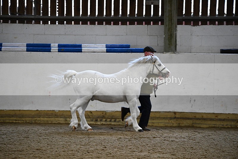 WJ5_5177 - Class 4 In hand M&M - small breeds