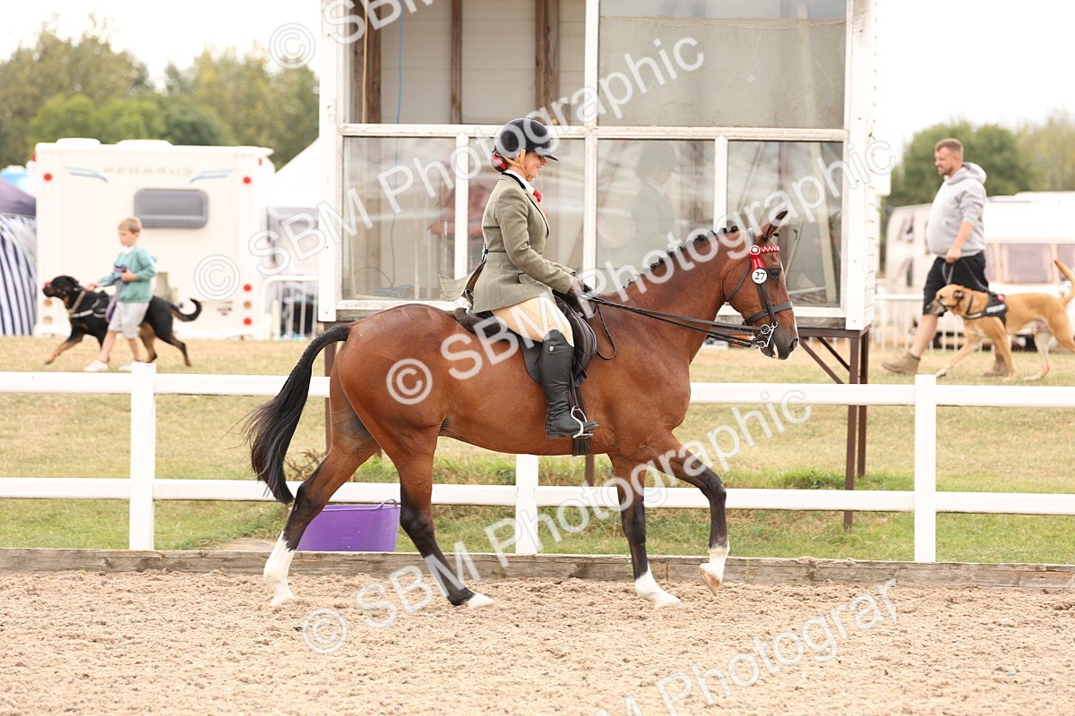 SBM_17320 - Class 214 - Ridden Hack Riding Horse