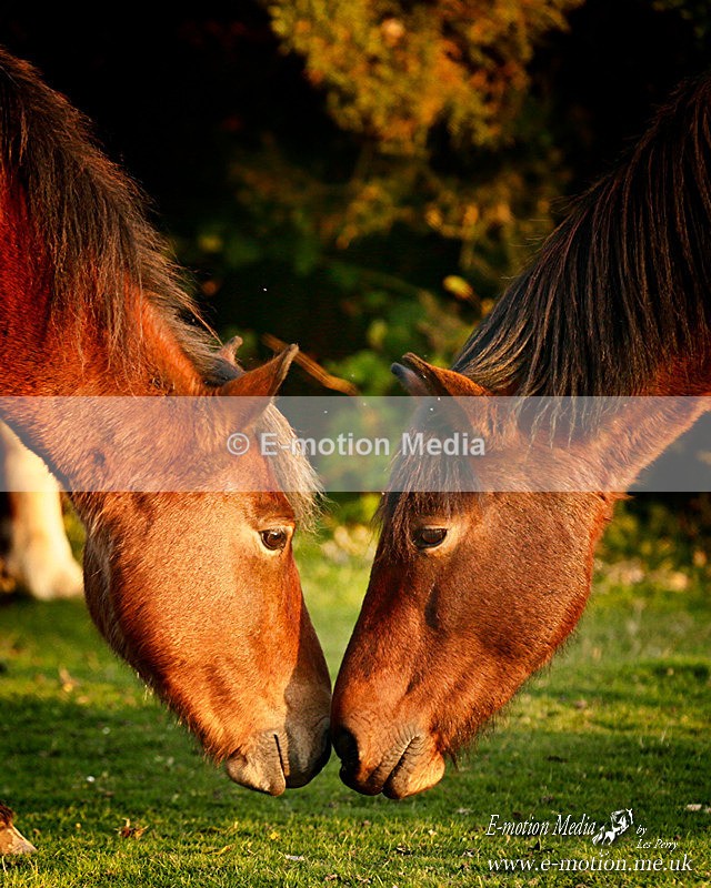 NFP 121015 437a - Equestrian