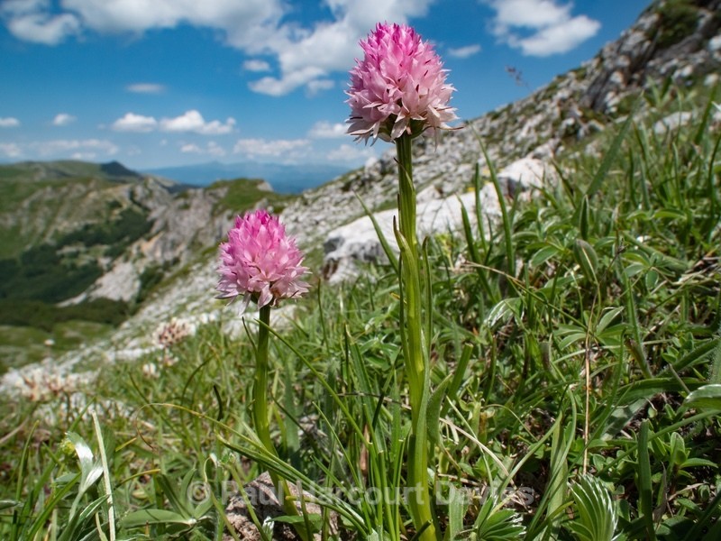 Widder's Vanilla orchid (Nigritella widderi syn Gymnadenia widderi)  - Wild Orchids - 1