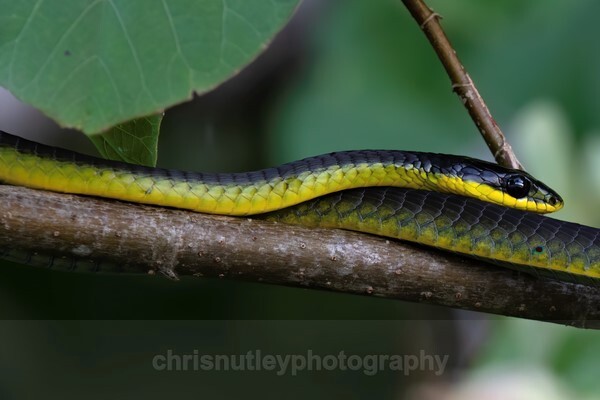  - Reptiles and Amphibians