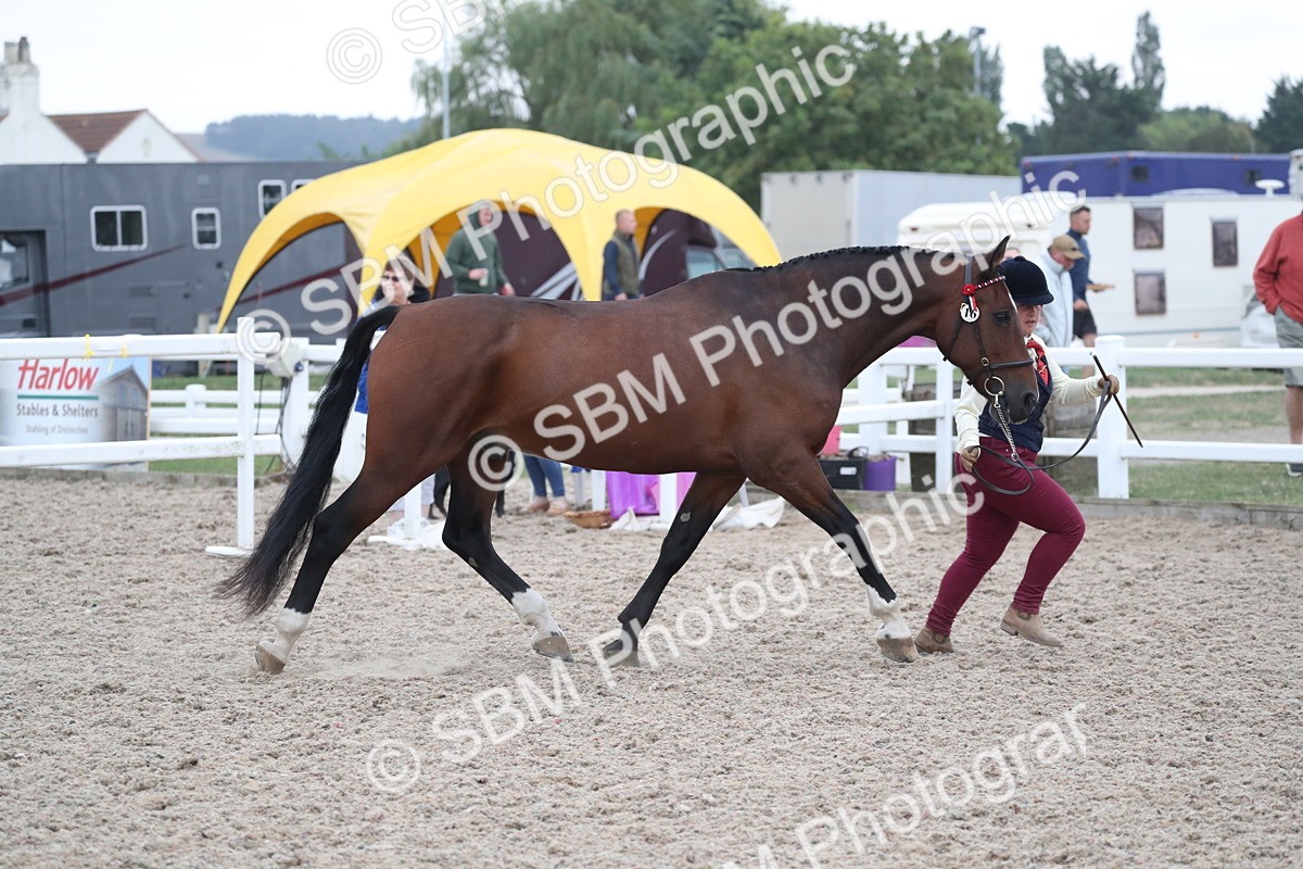 SBM_18289 - Class 318 IH Part bred Horse/Pony