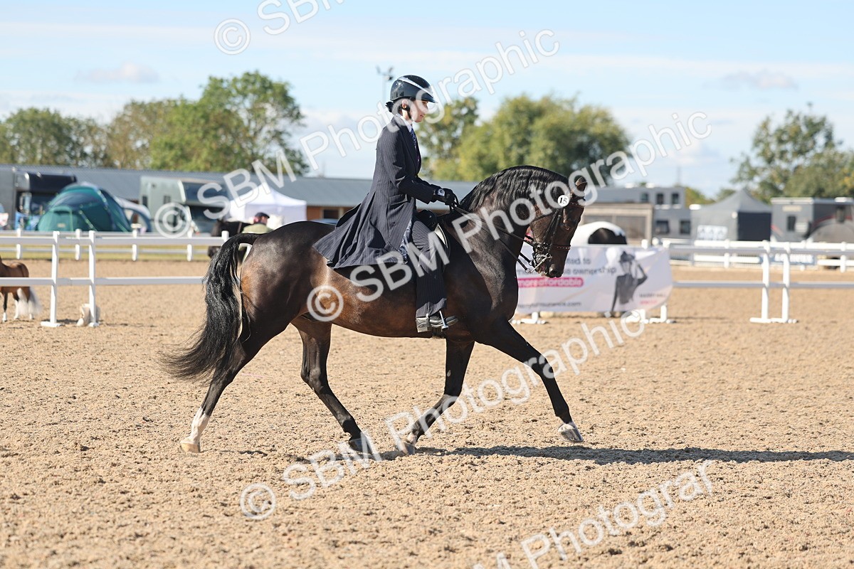 SBM_13057 - Class 305 - Ridden Foreign Breed Pure Bred