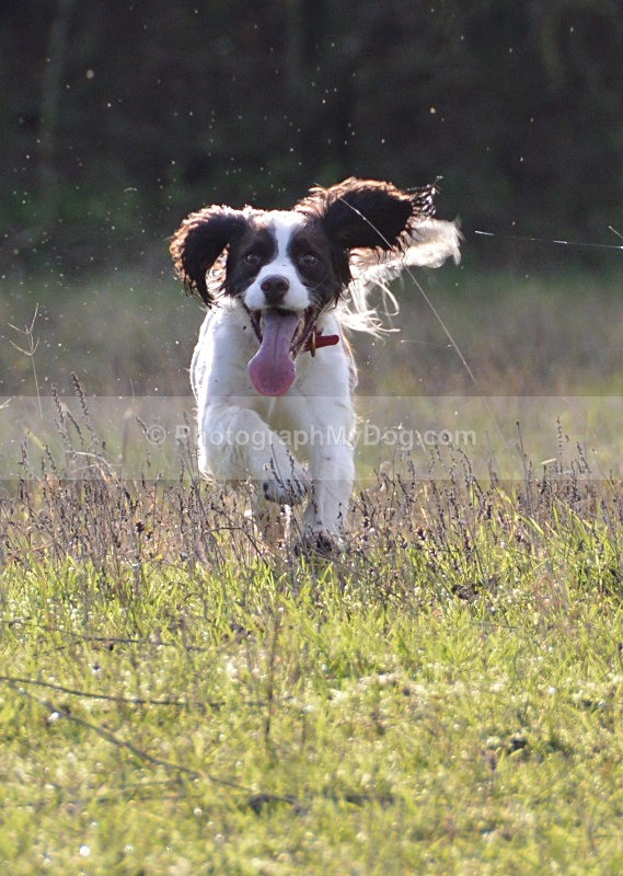  - English Springer Spaniels