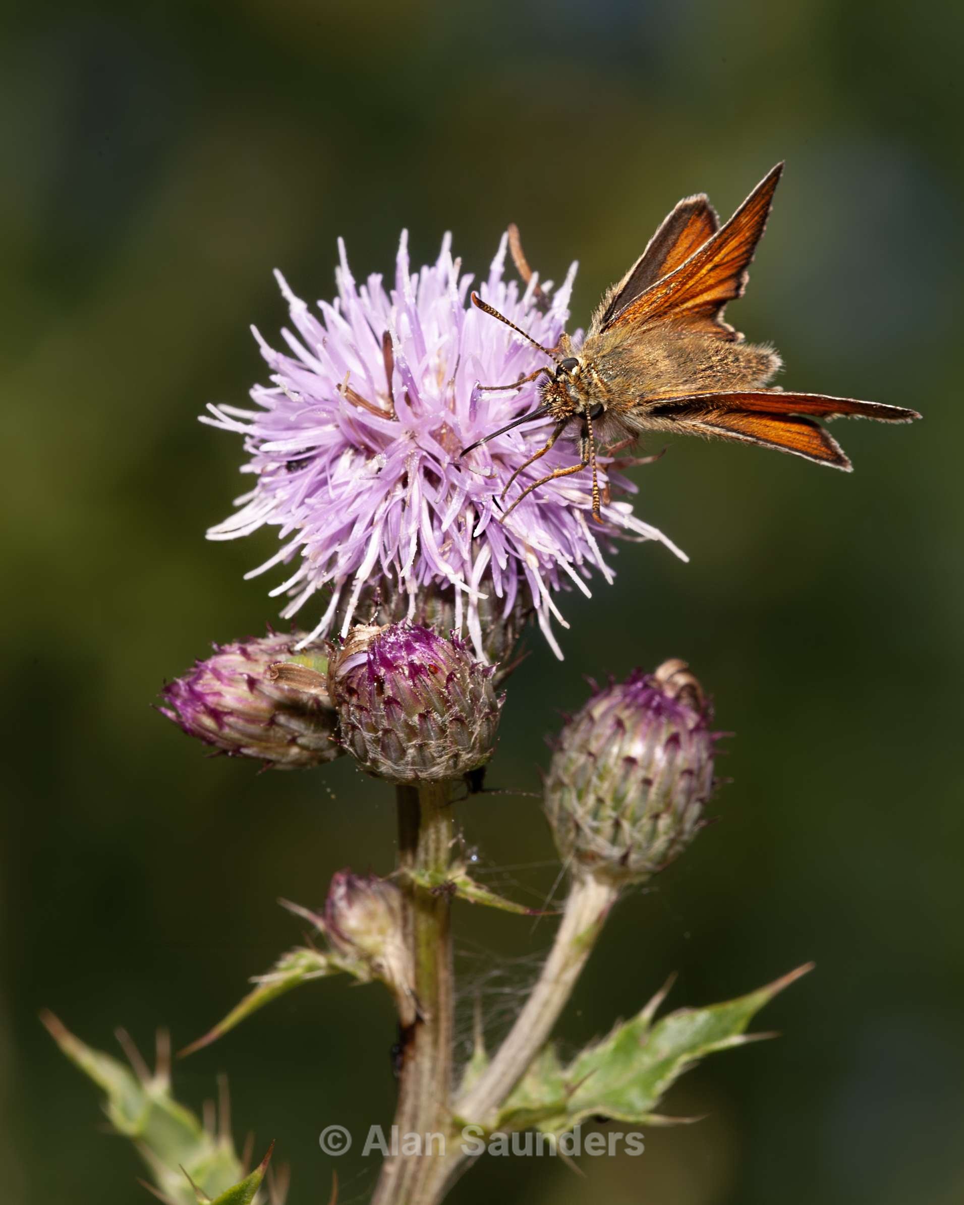 Small Skipper 3