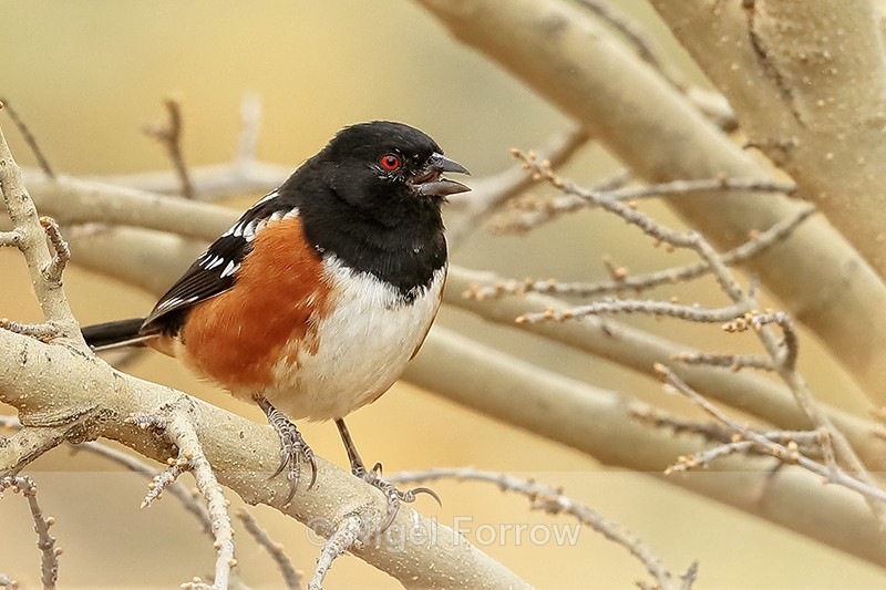 Spotted Towhee perched, Bosque del Apache, New Mexico - Spotted Towhee