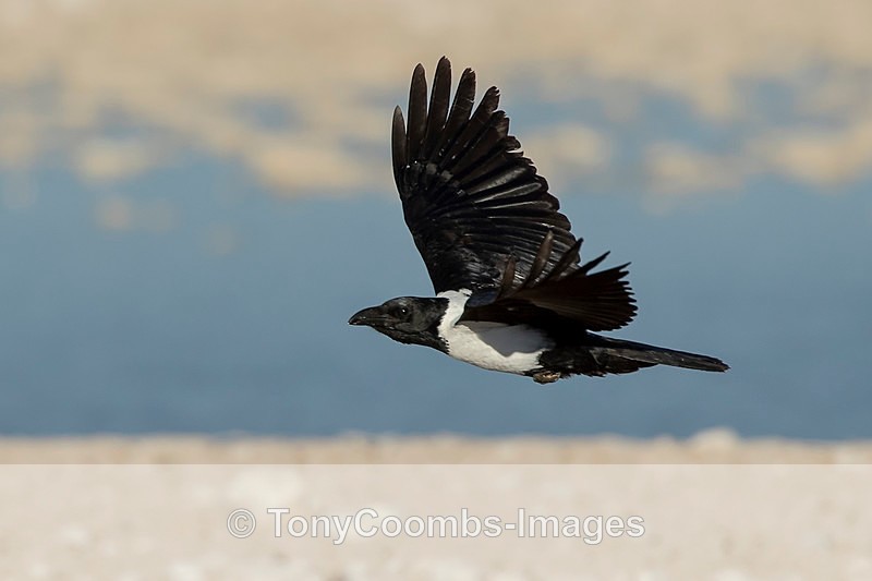 Pied Crow - Etosha National Park ~ Birds