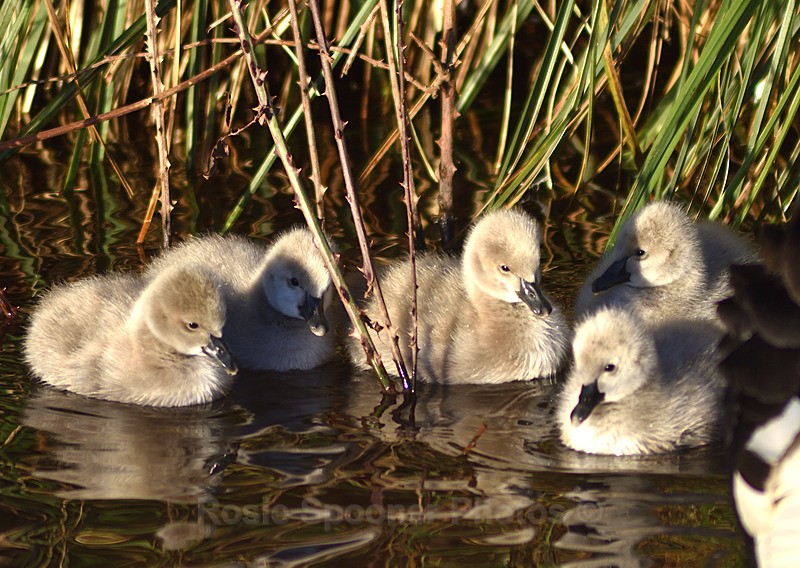  - Dawlish (mainly black swans)