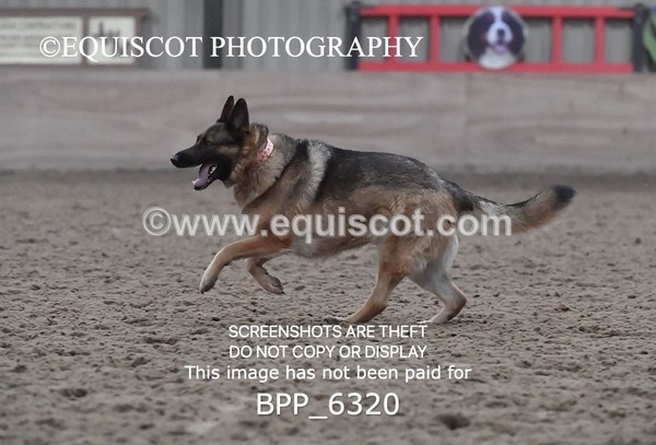BPP_6320 - CARLA DOGS