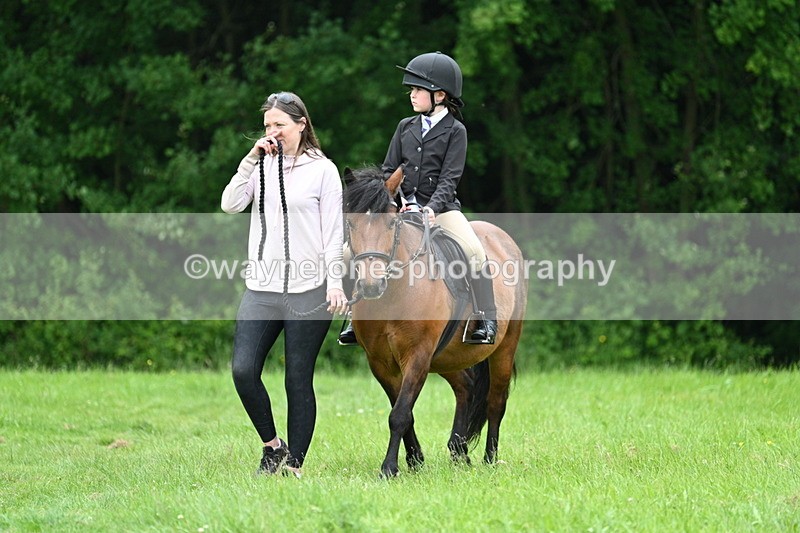 WJ7_3828 - Class 14A Handsome Gelding
