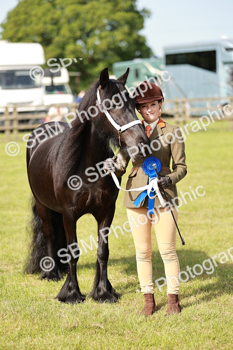 SBM_00853 - Class 14-23 - Mountain & Moorland In Hand Non Welsh