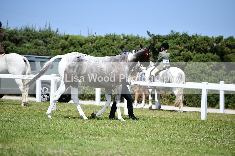 DSC_7455 - Class 63: Coloured Horse Youngstock
