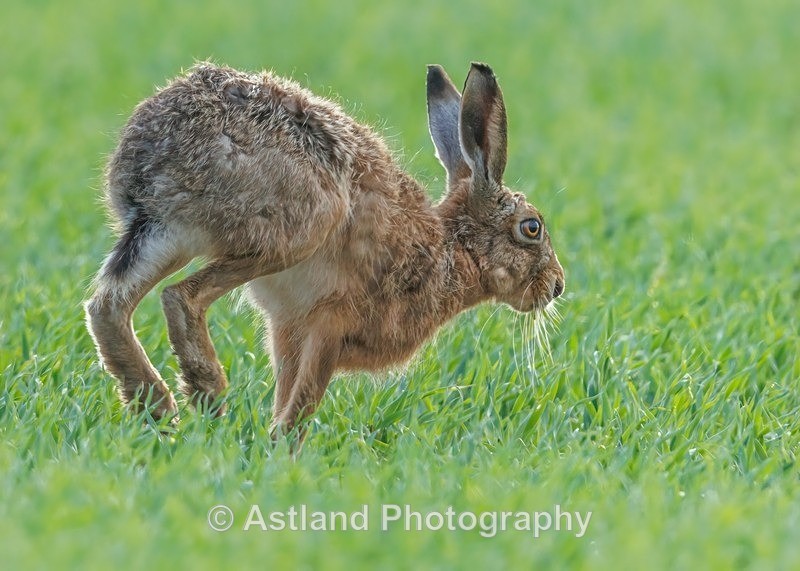 Brown Hare - Latest Images
