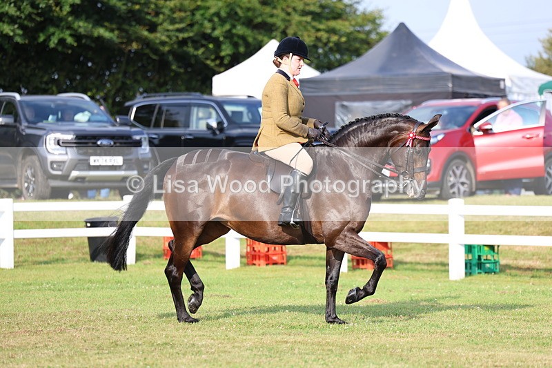 3E7A7674 - Class 1: Rising Star Small Hack/Riding Horses