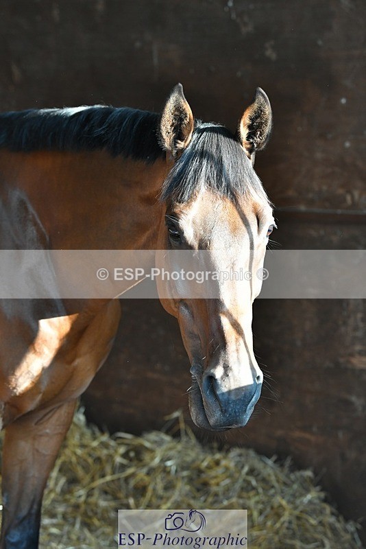 230817-082844-02394 - Stable Shots