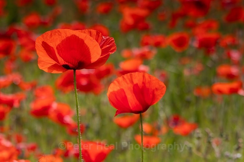 PHEA4120_Norfolk Poppys - Flowers