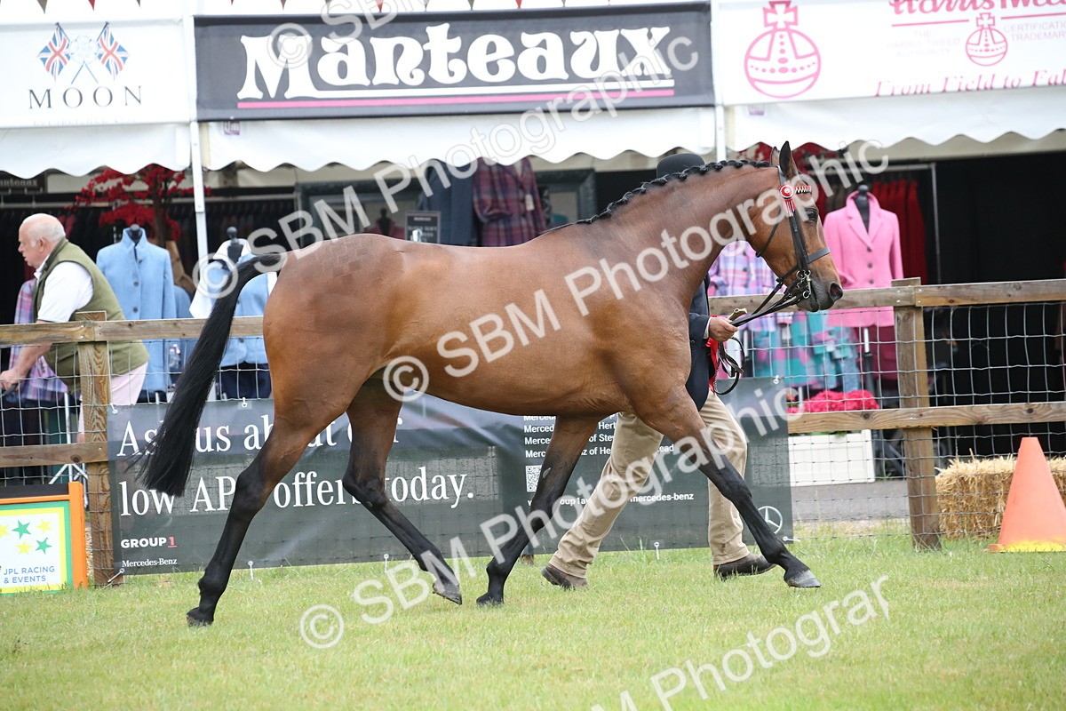 SBM_00189 - Class 17-20 - Arab & Part Bred - Anglo Arab In Hand