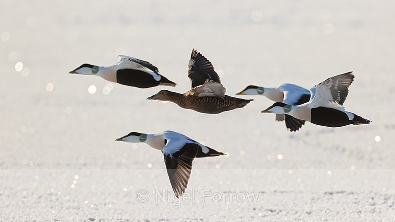 Common Eiders in flight, Spitsbergen, Svalbard - Eider