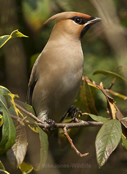 WAXWING (ww 09) - FAVOURITES WILDLIFE GALLERY. Selected images from the wildlife collections.