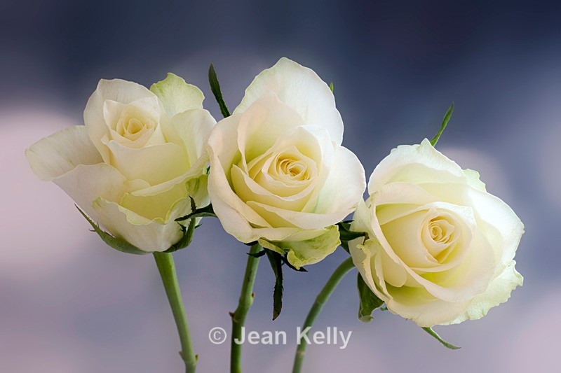 Three white roses - DSC_2649 - White