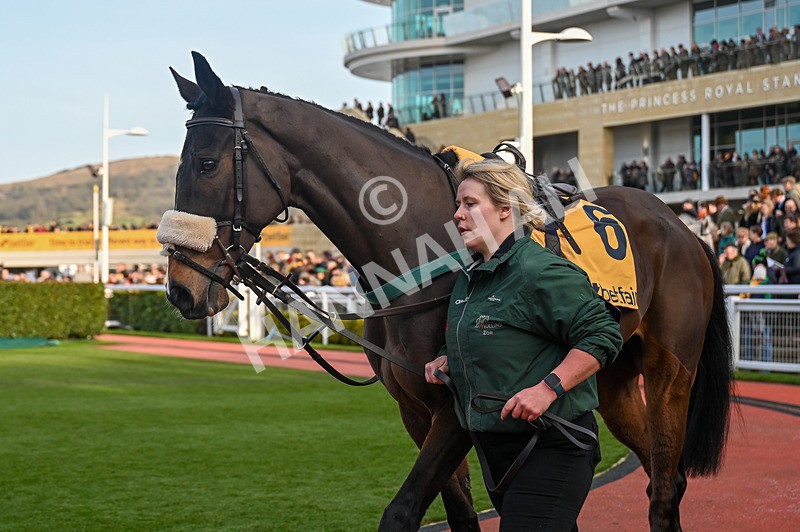 250125-Race 4-Tommie Beau-3425 - Race 4