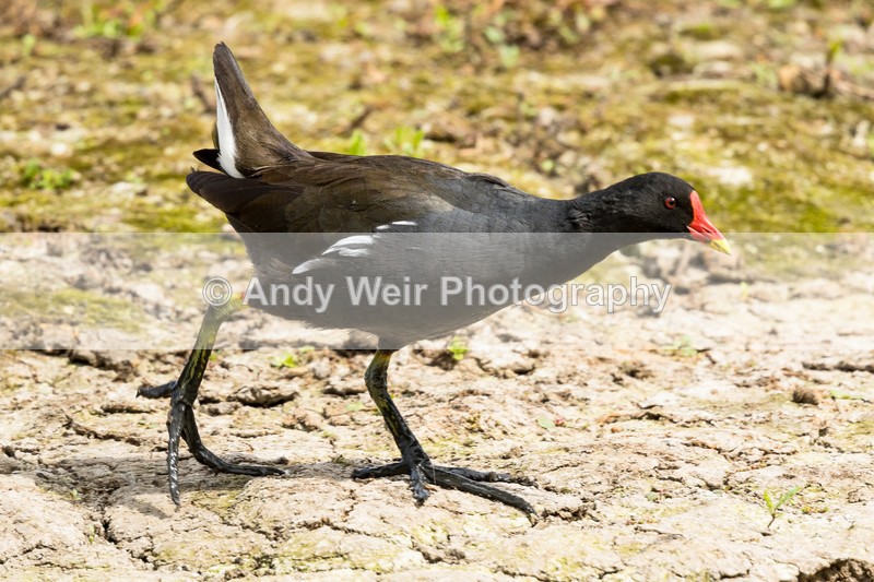 20160809-8E0A7440 - Rails & Coots