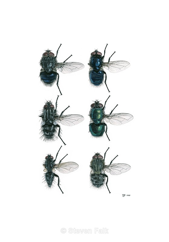 Blowflies - Flies