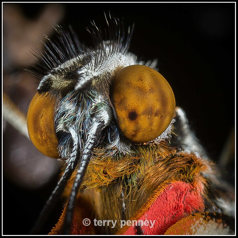  - Insects & Spiders