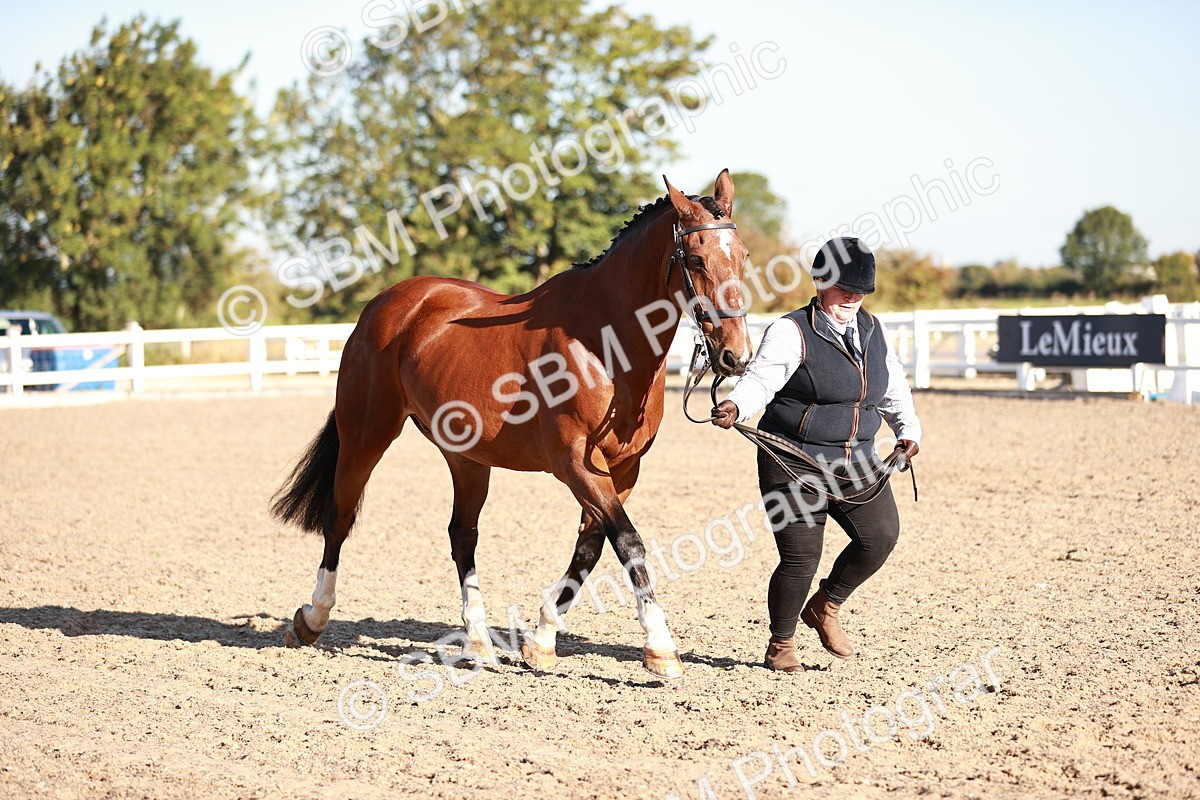 SBM_11209 - Class 401 - IH  Veteran horse