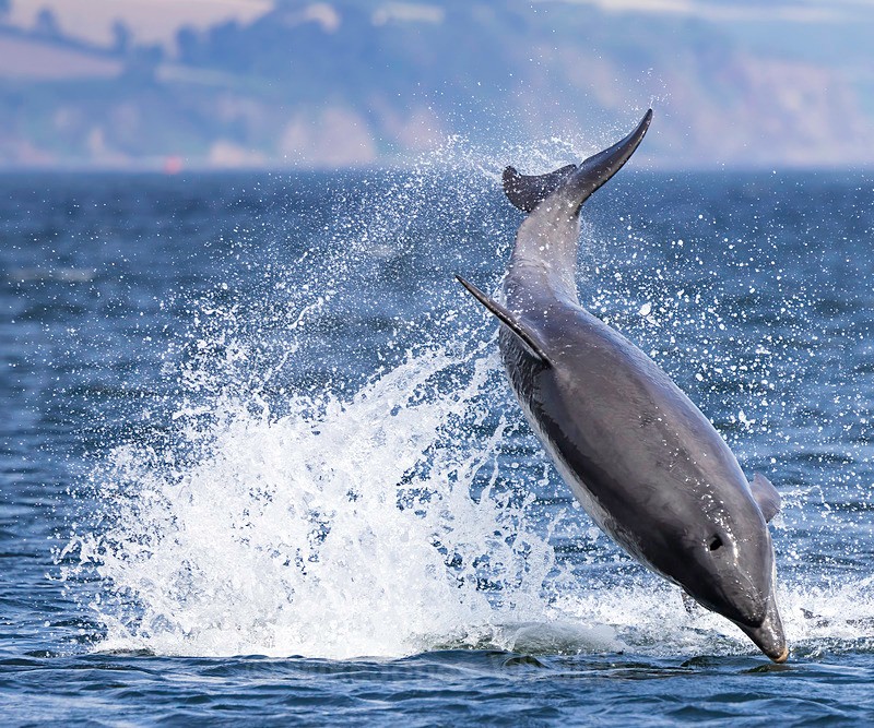 Chanory point, Bottle nose dolphins - Dolphins, Whales & Orcas. Scotland, Iceland, Azores & Madeira
