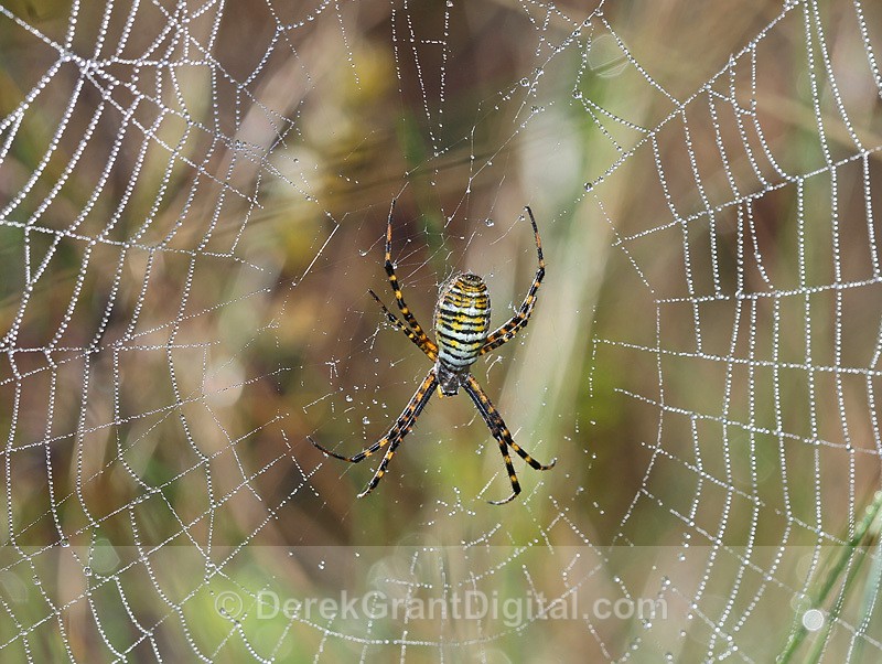Banded Garden Spider Female Argiope trifasciata - Spiders of Atlantic Canada