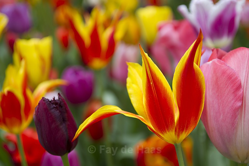  - Spring's Delights