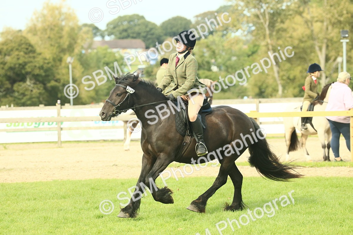SBM_69366 - S58 - Mini Show Cob Ridden