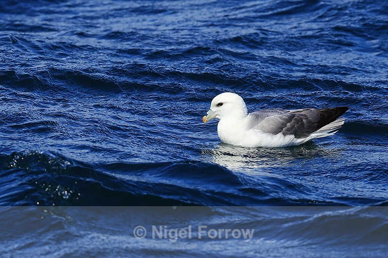 Fulmar swimming on sea, Iceland - Fulmar