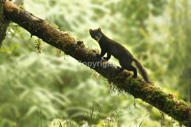 Pine Marten pictures in county louth ireland