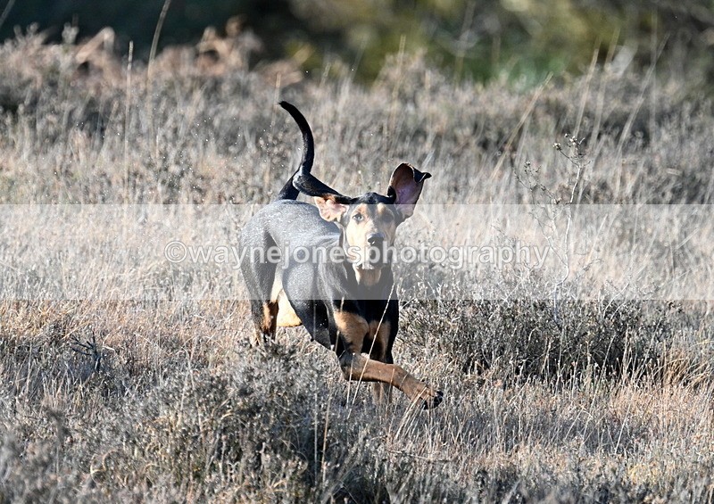 WJ7_7883 - Line 3 (no line 4 or 5)