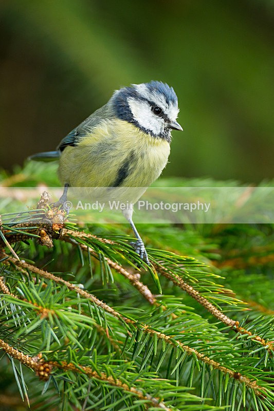 20130825-3K8A5659 - Blue Tit