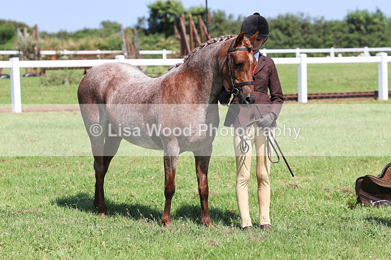 IMG_2045 - Class 34: Show Hunter Pony 153cm and under