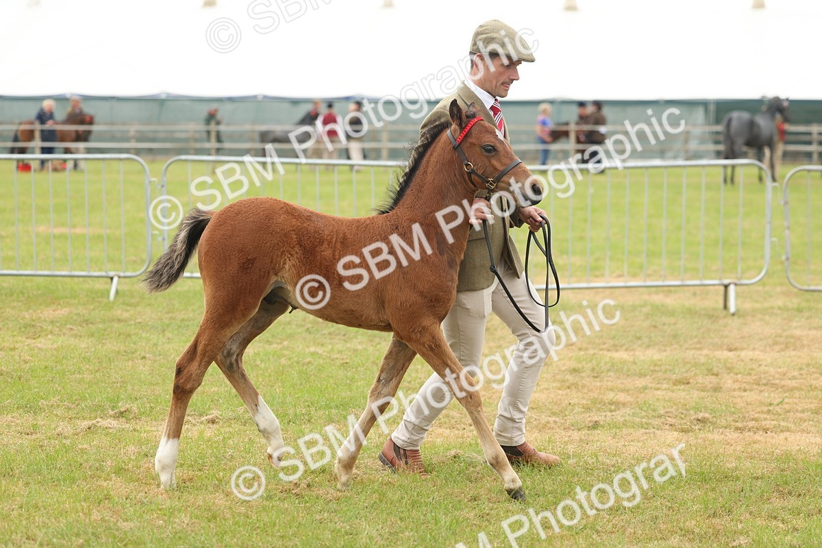 SBM_05537 - Class 68-73 - Riding Pony Breeding