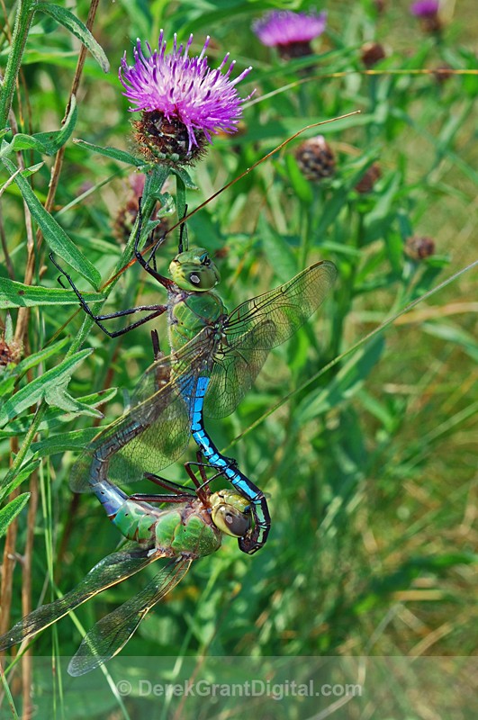 Common Green Darner (Anax junius) - mating pair