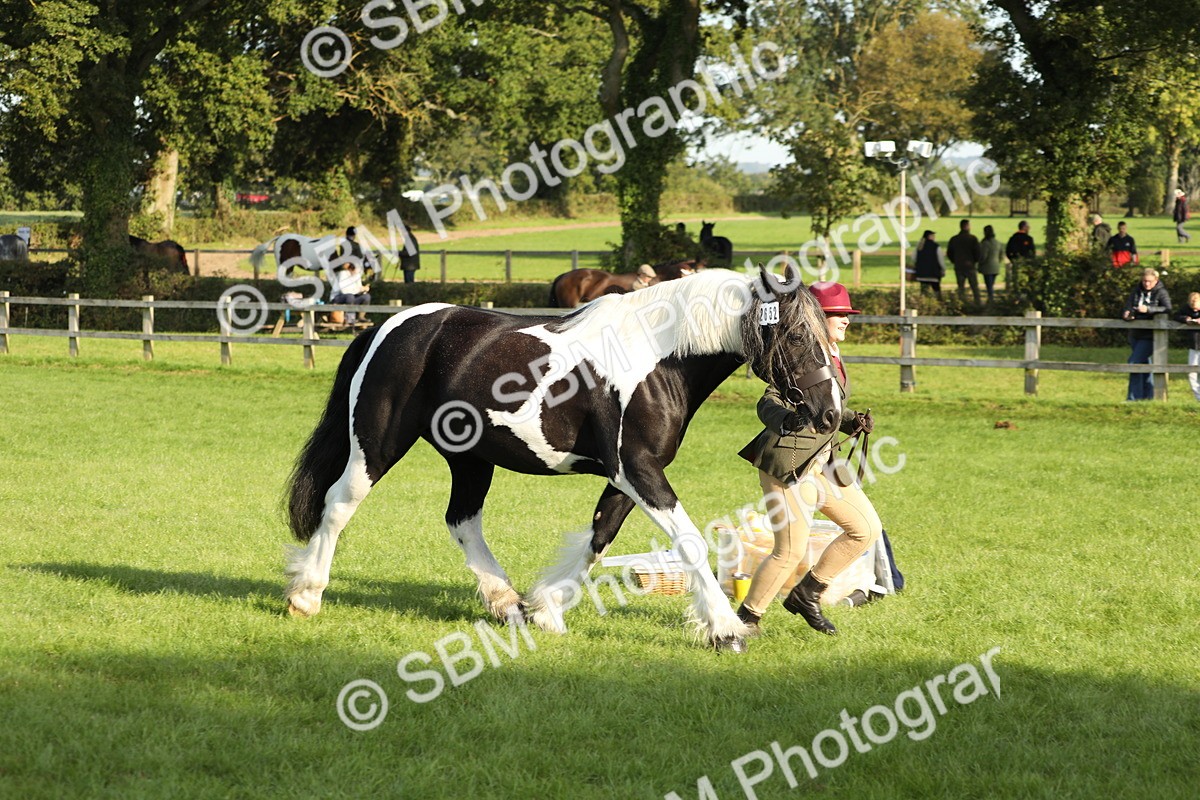 SBM_60912 - S43 - Coloured Pony In Hand