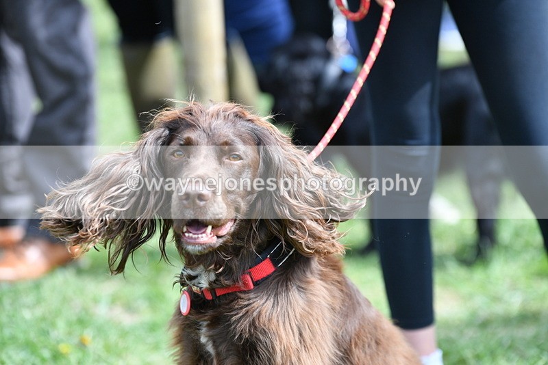 WJ5_9822 - Class 3 Most Handsome Dog
