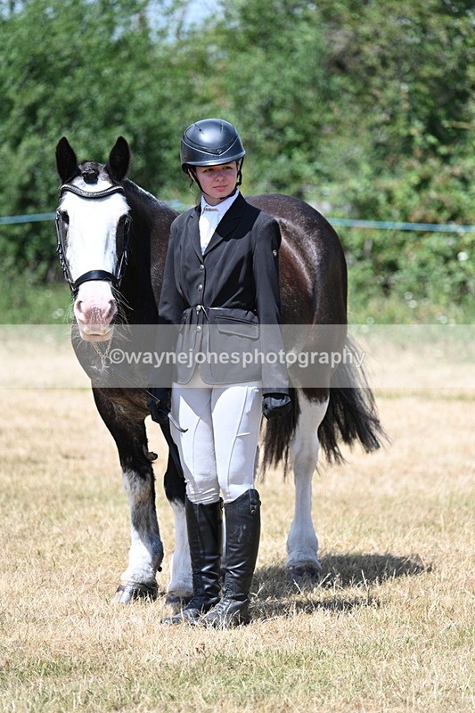 WJ7_2390 - Class 5a Most Handsome Gelding in hand (above 14.2hh)