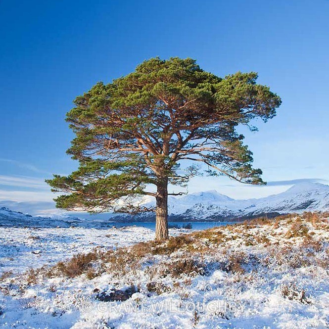  - Scots Pines